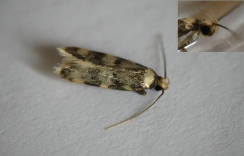 Réf. 255 622 : Oegoconia caradjai